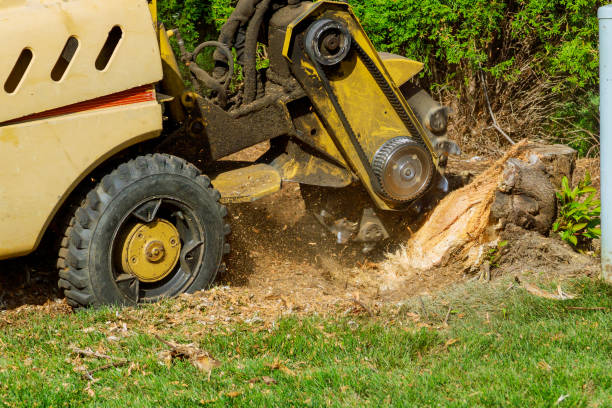 Best Tree Fertilization  in USA